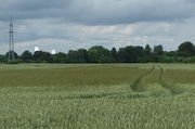 Im Feld kann man den Acker-Fuchsschwanz an der schwarzen Färbung seiner Ähren gut aus der Ferne erkennen. (Bild: W. Wohlers)