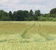 Auch im bereits gelb gefärbten, reifen Feld fällt er auf. (Bild: W. Wohlers)