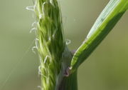 Zwei Narbenäste pro Blüte. (Bild: W. Wohlers, JKI)