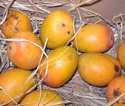 alt=Description of Alphonso mango.jpg picture.