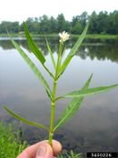 Alternanthera philoxeroides IPM5400226.jpg