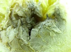 2. Alternaria black rot. Enzymolisis of the tissue and formation of the aerial mycellium.JPG (Image by G. Pestsov)