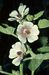 Althaea officinalis 2-106-7-4-1.jpg