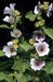 Althaea officinalis 2-106-7-4-2.jpg