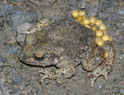 Männchen mit gebundener Eierschnur am Hinterleib - Christian Fischer, CC-BY-SA-3.0