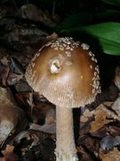 Amanita beckeri. Foto: © Georg Müller