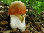 Amanita caesarea. Foto: © Georg Müller