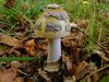 Amanita ceciliae. Foto: © Georg Müller