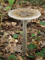 Amanita ceciliae. Foto: © Georg Müller