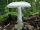 Amanita citrina. Foto: © Georg Müller