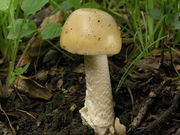 Amanita lividopallescens. Foto: © Georg Müller