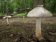 Amanita mairei. Foto: © Georg Müller