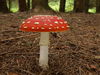 Amanita muscaria. Foto: © Georg Müller