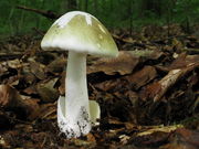 Amanita phalloides. Foto: © Georg Müller