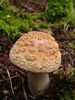 Amanita rubescens. Foto: © Georg Müller