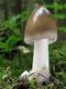 Amanita vaginata. Foto: © Georg Müller