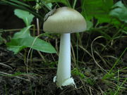 Amanita vaginata. Foto: © Georg Müller