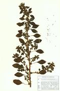 Abb. 40 Amaranthus graecizans, Frankreich 1989, Herbar Wißkirchen (Scan: G. Hagedorn)