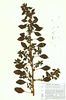 Amaranthus graecizans, Frankreich 1989, Herbar Wißkirchen (Scan: G. Hagedorn)