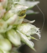 Eine weibliche Blüte. Die Narben sind geästelt und durchsichtig weiß. (Bild: W. Wohlers, JKI)