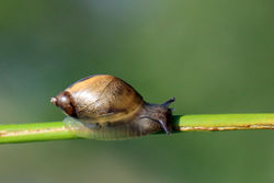 Gemeine Bernsteinschnecke: Alttier (adult) - Charlesjsharp, CC BY-SA 4.0