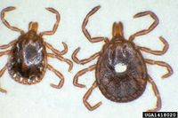 Amblyomma americanum IPM1418020.jpg