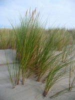 Ammophila Kalfamer.JPG