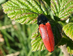 Blutroter Schnellkäfer: Alttier (adult) - Armand Turpel,  CC-BY-2.0
