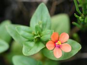 Acker-Gauchheil (Anagallis arvensis; Foto: Kristian Peters)