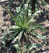 Die Rosette mit schmalen, langen Blättern mit gewelltem Rand. (Bild: W. Wohlers, JKI)