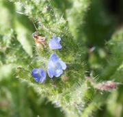 Knospen und drei intensiv blaue Blüten. (Bild: W. Wohlers, JKI)