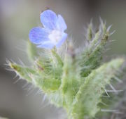 Das Innere der fünfstrahligen Blüten, die Antheren und die Narbe, sind von weißen Haaren verdeckt. (Bild: W. Wohlers, JKI)