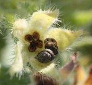 Auffallend ist der große Nabel der Samen. Meistens sind es vier Samen pro Blüte. (Bild: W. Wohlers, JKI)