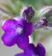 Eine purpurviolette Blüte mit weißen Haaren im Inneren. (Bild: W. Wohlers, JKI)