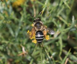 Gemeine Sandbiene: Weibchen - S. Rae, CC BY-SA 2.0