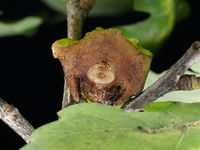 Querschnitt durch „Knoppern-Galle“ an den Eicheln der Stiel-Eiche; Innengalle erkennbar (Foto: Siegfried Kehl)