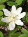 Anemone-nemorosa AhlmerClaudia-1 BIB.jpg