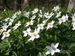 Anemone-nemorosa Biel-6 BIB.jpg