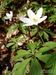 Anemone-nemorosa Schmidt BIB.jpg