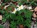 Anemone-nemorosa Zehm-1 BIB.jpg