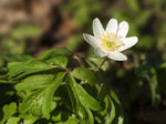 Anemone nemerosa LC0124.jpg