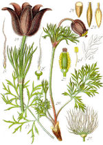 Bildtafel zu Pulsatilla vulgaris aus "Sturm 1796: Deutschlands Flora in Abbildungen"