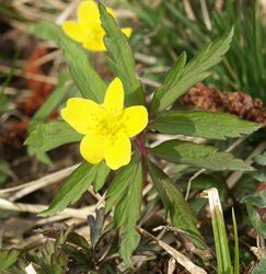 Blüte – BerndH, CC BY-SA 3.0