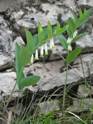Habitus – Myrabella, CC BY-SA 3.0