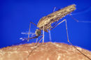 Anopheles gambiae mosquito feeding 1354.p lores.jpg