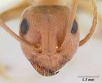 Anoplolepis custodiens casent0170537 head 1.jpg