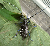 Anoplophora glabripennis Enschede2008 a550.jpg