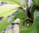 Ant cultivating aphids.jpg