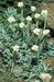 Antennaria dioica 4-169-26-1-3.jpg