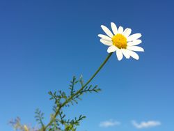 Blüte – Stefan.lefnaer, CC BY-SA 4.0
